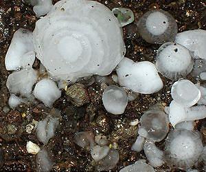 The role of bacteria in weather events