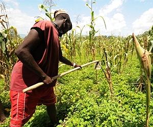 Creating solutions for African agriculture