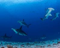 Study: Sharks have personalities