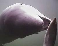 Harbour porpoises are skilled hunters and eat almost constantly