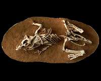 Study discovers why fossilized hairs are so rare to find