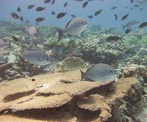Ancient civilizations reveal ways to manage fisheries for sustainability