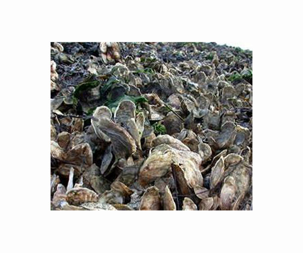 Native oysters return to Belfast after a century's absence