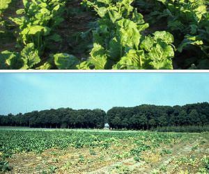 It Takes a Community of Soil Microbes to Protect Plants From Disease