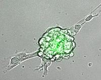 New Method Yields Potent, Renewable Human Stem Cells with Promising Therapeutic Properties