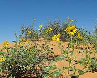 Wild sunflowers provide resilient diversity