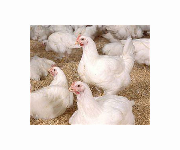 China heat wave pushes up prices as hens lay fewer eggs