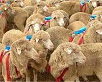 Probe after GM jellyfish-lamb sold as meat in France