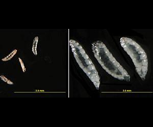 Wheat can't stop Hessian flies, so scientists find reinforcements