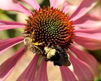 Endangered species listing for bumble bee delayed by Trump admin