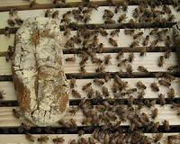 Pesticides not the sole culprit in honey bee colony declines