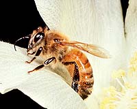 U.S. honey producers question imports