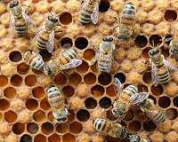Honey heals wounds of war in Colombian village