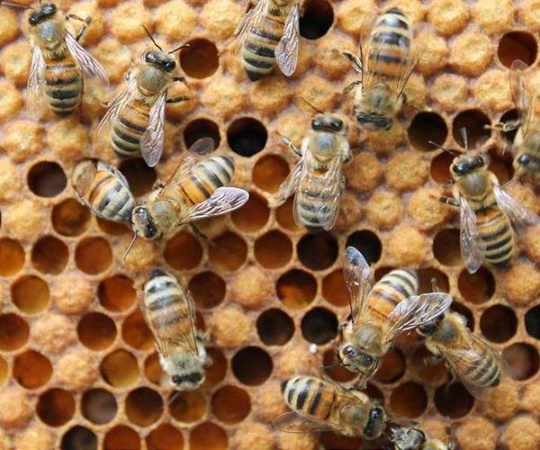 Hive mind: Tunisia beekeepers abuzz over early warning system