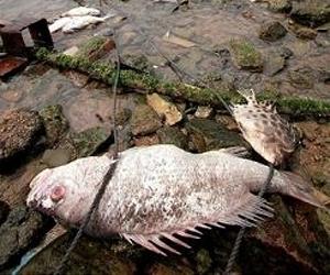 Top China miner pollutes river: report