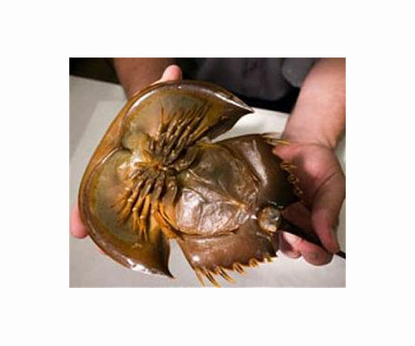 Conservationists sue Trump admin over inaction on horseshoe crabs