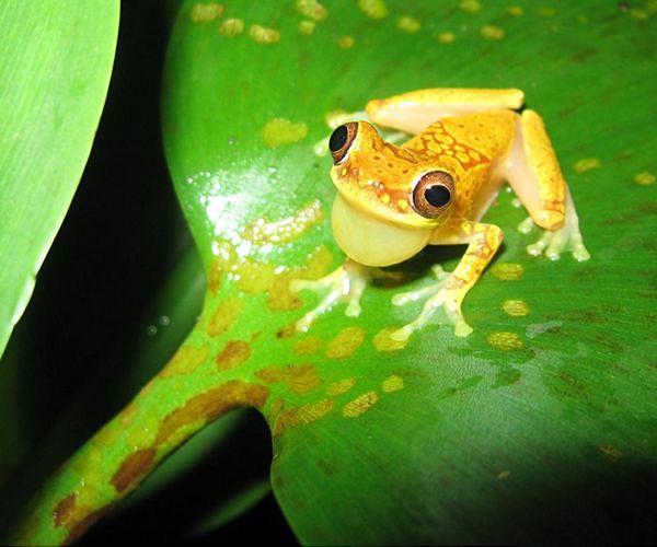 Costa Rica: Central America's green pin-up