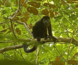 Monkeys stressed from longer foraging times