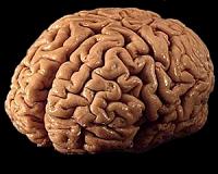 Researchers were not right about left brains