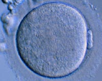 Human egg cells grow to maturity in lab