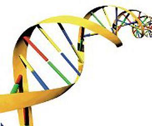 CNIO researchers 'capture' the replication of the human genome for the first time