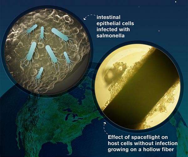 New study highlights first infection of human cells during spaceflight