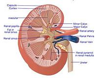 New advance could boost available organs for transplant