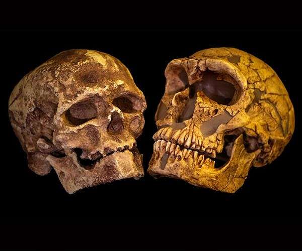 Changes in diet drove physical evolution in early humans