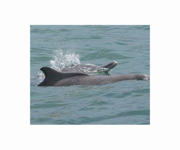Living together: how two different species of dolphins coexist in Australia
