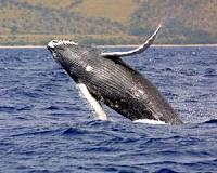 Rare white humpback whale spotted off Australian coast
