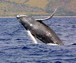 Multi-tasking whales sing while feeding, not just breeding