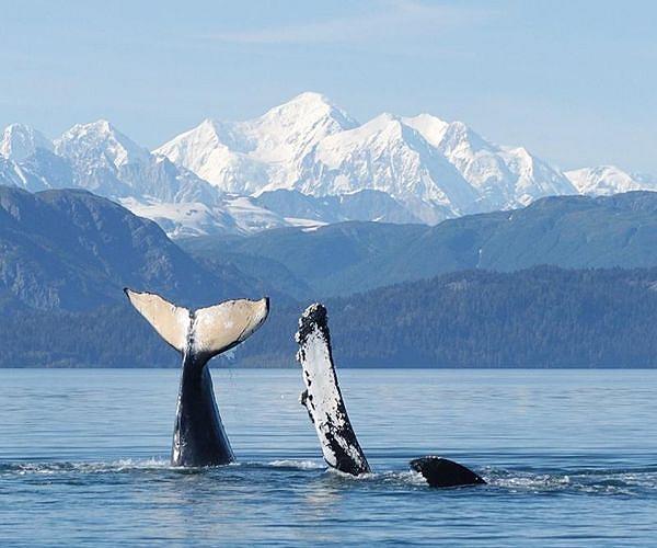 Humpback Whales Recognized as Tool-Wielding Animals in New Study
