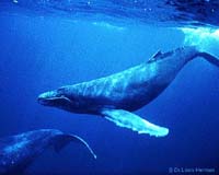 Report: Greenland seeks to kill humpbacks