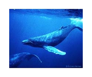Researchers Discover New Wintering Grounds For Humpback Whales Using Sound