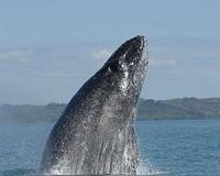 Rescuers free humpback whale from net off Maine coast