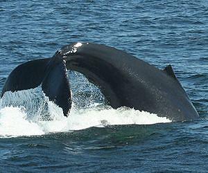 Whales able to learn from others