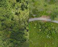 Maria's far-reaching effects on Puerto Rico's watersheds and forests