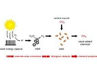 Energy from sunlight: Further steps towards artificial photosynthesis