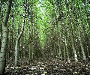 Agreement Will Boost Biomass Projects Across Northeast