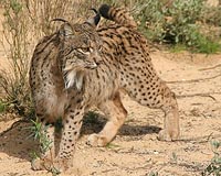 Lynxes in Europe are still in trouble, study shows
