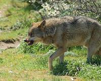 France's 'wolf brigade': Alps guards with licence to kill