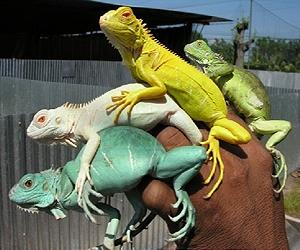 Singapore a key transit hub for wildlife smuggling