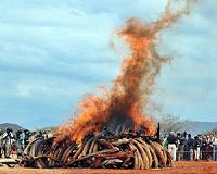 Chinese ivory smuggler gets record sentence after landmark Kenya trial