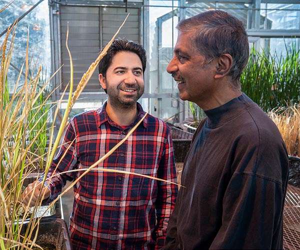 Rice breeding breakthrough to feed billions