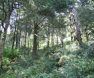 Basque Forests Progressing Slowly