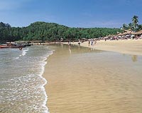 Peacock-culling plan ruffles feathers in India's Goa