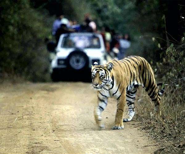 GPS tracking could help tigers and traffic coexist in Asia