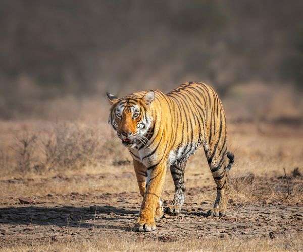 India's tiger population rises above 3,000