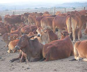 MRSA strain in humans originally came from cattle