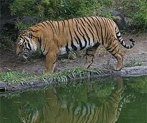 World's first artificial hip for German tiger